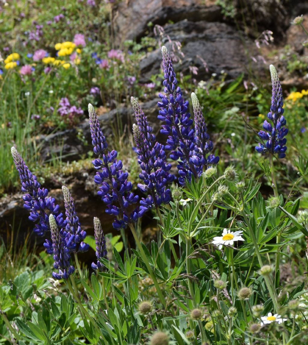 Lupino ... Lupinus polyphyllus